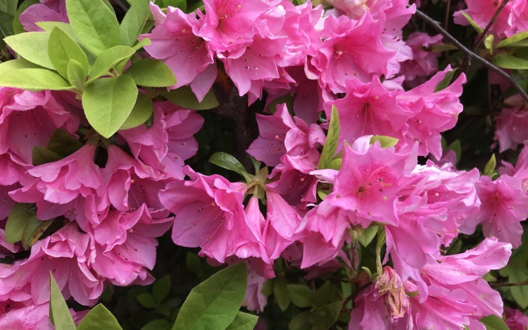 Spring is rearing its head