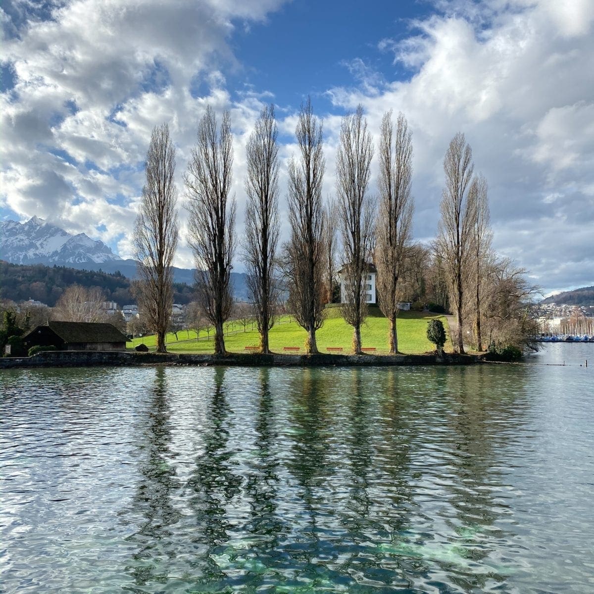 brown trees beside body of water under blue sky during daytime