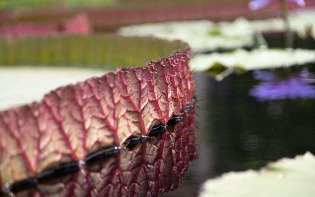 On to Philly and Longwood Gardens